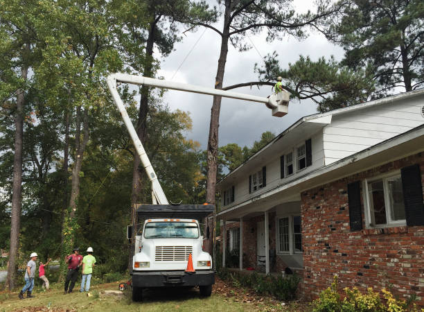 Best Tree Preservation Services  in Lutherville, MD
