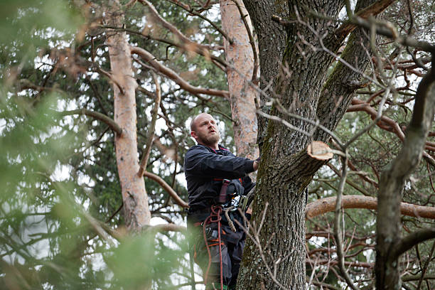 Best Emergency Tree Removal  in Lutherville, MD