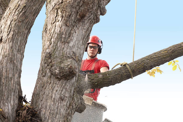 Best Storm Damage Tree Cleanup  in Lutherville, MD